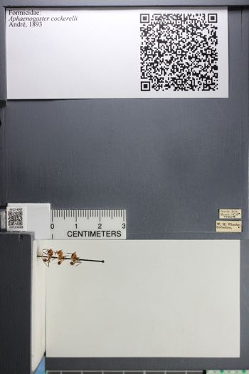 Media type: image; Entomology 523688